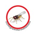 Mod. HPR2571 - TRICHOGRAMMA EVANESCENS - HI-PRO-CHEM SRL - Insetti utili per il controllo delle derrate - Controllo sostenibile per industrie alimentarie